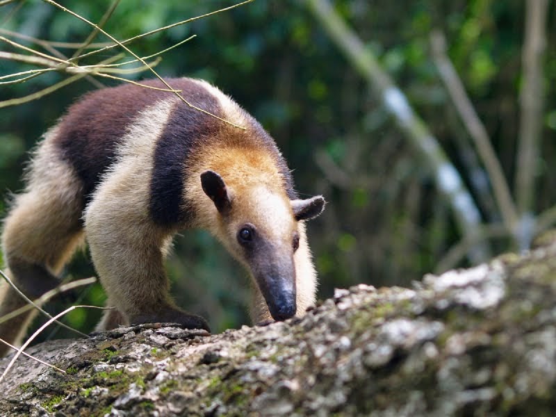 Tamandua Expeditions: What is a Tamandua?